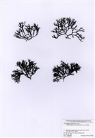 藏品(鐵釘菜)的圖片